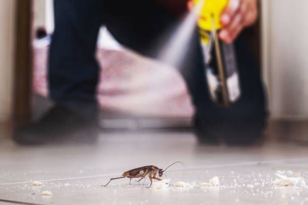 Best Spider Control Near Me  in Tualatin, OR
